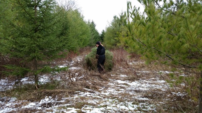 No child labor laws were impacted by the removal of this tree!