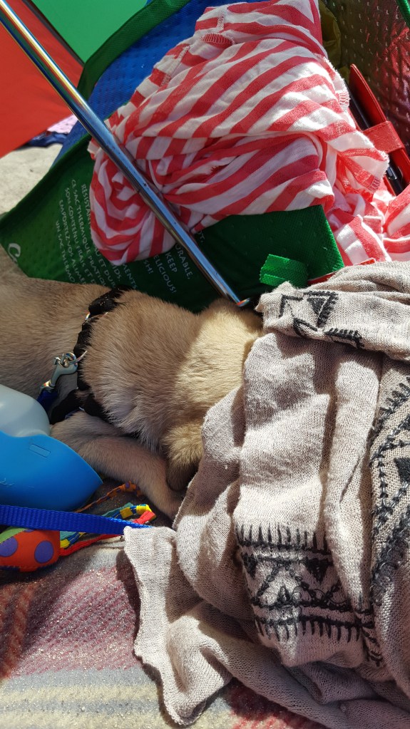 Pugs have breathing issues. Not aided in this instance by the fact that he's crammed his head into layers of blankets...
