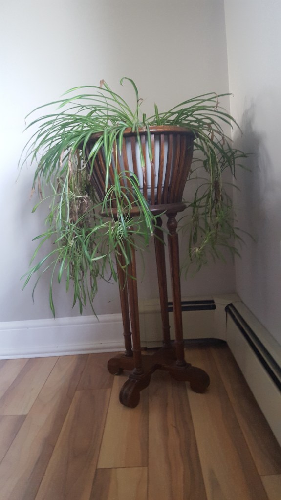 Spider plant is VERY happy!